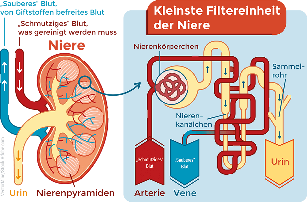 Schaubild der Nierenfunktionen